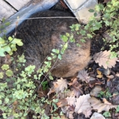 Vombatus ursinus (Common wombat, Bare-nosed Wombat) at O'Connor, ACT - 3 Aug 2018 by michelle.nairn