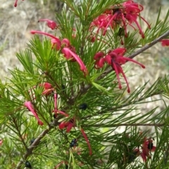 Grevillea rosmarinifolia subsp. rosmarinifolia (Rosemary Grevillea) at Campbell, ACT - 13 Oct 2018 by liambanyer