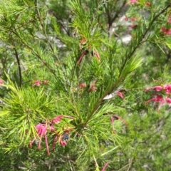 Grevillea rosmarinifolia subsp. rosmarinifolia at Campbell, ACT - 13 Oct 2018 11:55 AM