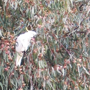 Eucalyptus sideroxylon at Hughes, ACT - 9 May 2017