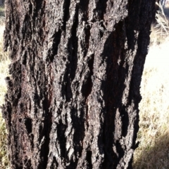 Eucalyptus sideroxylon at Hughes, ACT - 9 May 2017