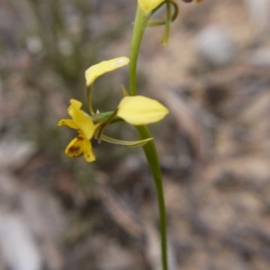 Diuris nigromontana at Hackett, ACT - suppressed