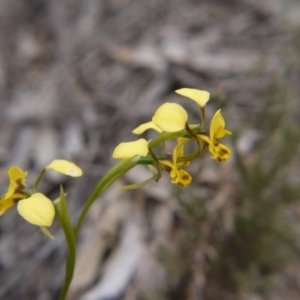 Diuris nigromontana at Hackett, ACT - 13 Oct 2018