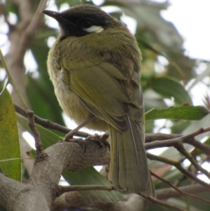 Nesoptilotis leucotis at Hall, ACT - 13 Oct 2018 09:08 AM