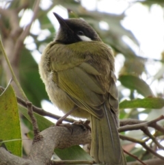 Nesoptilotis leucotis at Hall, ACT - 13 Oct 2018