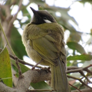 Nesoptilotis leucotis at Hall, ACT - 13 Oct 2018 09:08 AM