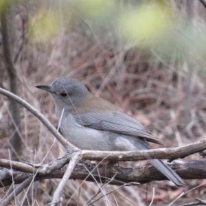 Colluricincla harmonica at Amaroo, ACT - 13 Oct 2018 09:15 AM