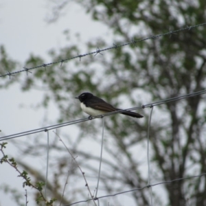 Rhipidura leucophrys at Amaroo, ACT - 13 Oct 2018