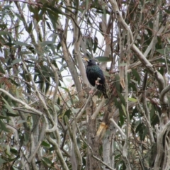 Sturnus vulgaris (Common Starling) at Amaroo, ACT - 12 Oct 2018 by KShort