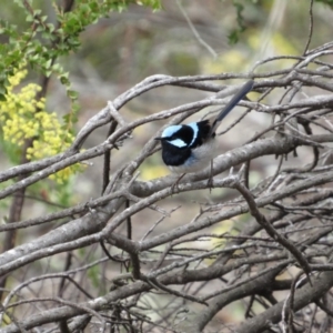 Malurus cyaneus at Amaroo, ACT - 13 Oct 2018 10:34 AM