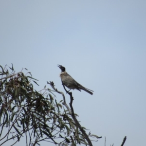 Philemon corniculatus at Amaroo, ACT - 13 Oct 2018 10:40 AM