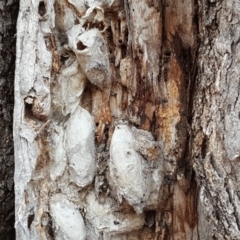 Lepidoptera unclassified IMMATURE (caterpillar or pupa or cocoon) at O'Malley, ACT - 12 Oct 2018 by Mike