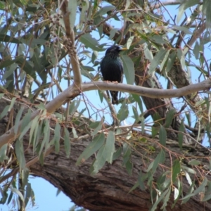 Sturnus vulgaris at Amaroo, ACT - 13 Oct 2018 10:51 AM