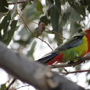 Platycercus eximius at Amaroo, ACT - 13 Oct 2018