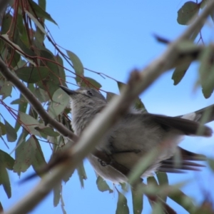 Colluricincla harmonica at Amaroo, ACT - 13 Oct 2018