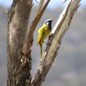 Nesoptilotis leucotis at Amaroo, ACT - 13 Oct 2018 11:02 AM