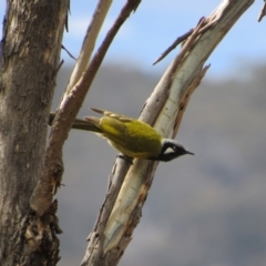 Nesoptilotis leucotis at Amaroo, ACT - 13 Oct 2018