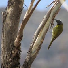 Nesoptilotis leucotis at Amaroo, ACT - 13 Oct 2018 11:02 AM