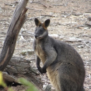 Wallabia bicolor at Amaroo, ACT - 13 Oct 2018 09:19 AM