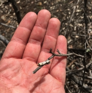 Philobota lysizona at Ainslie, ACT - 12 Oct 2018