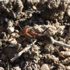 Iridomyrmex purpureus (Meat Ant) at Michelago, NSW - 21 Jun 2018 by Illilanga