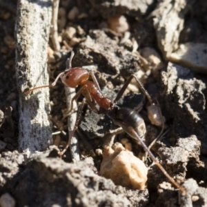 Iridomyrmex purpureus at Michelago, NSW - 21 Jun 2018