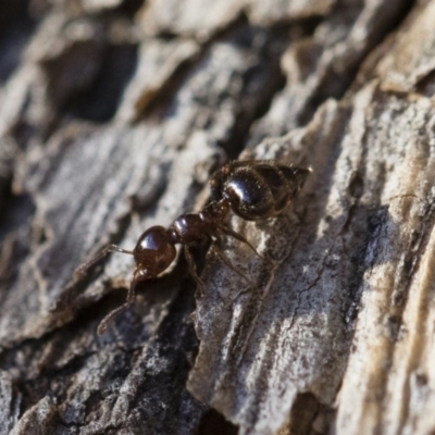 Crematogaster sp. (genus) (Acrobat ant, Cocktail ant) at Michelago, NSW - 21 Jun 2018 by Illilanga