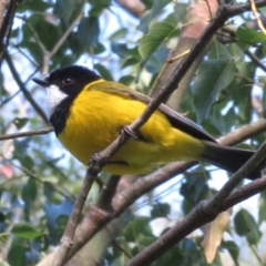 Pachycephala pectoralis (Golden Whistler) at Wandella, NSW - 12 Oct 2018 by RobParnell