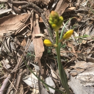 Bulbine bulbosa at Deakin, ACT - 13 Oct 2018