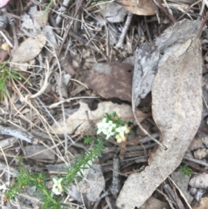 Asperula conferta at Deakin, ACT - 13 Oct 2018