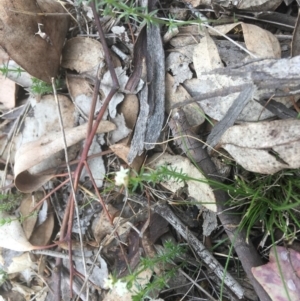 Asperula conferta at Deakin, ACT - 13 Oct 2018