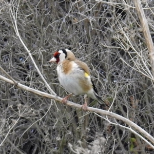 Carduelis carduelis at Fyshwick, ACT - 12 Oct 2018 11:58 AM