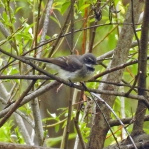 Rhipidura albiscapa at Campbell, ACT - 12 Oct 2018