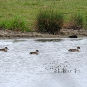 Anas gracilis at Fyshwick, ACT - 12 Oct 2018