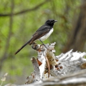 Rhipidura leucophrys at Fyshwick, ACT - 12 Oct 2018 12:04 PM