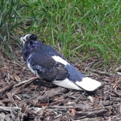 Columba livia at Fyshwick, ACT - 12 Oct 2018