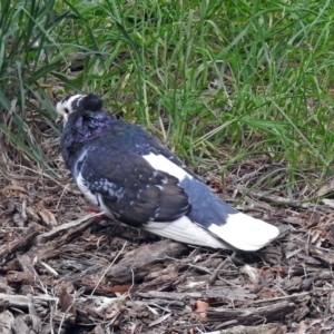 Columba livia at Fyshwick, ACT - 12 Oct 2018