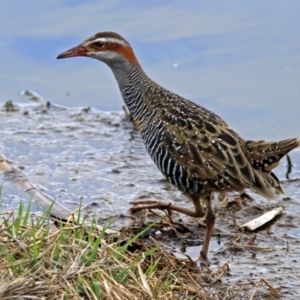 Gallirallus philippensis at Fyshwick, ACT - 12 Oct 2018