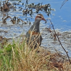 Gallirallus philippensis at Fyshwick, ACT - 12 Oct 2018