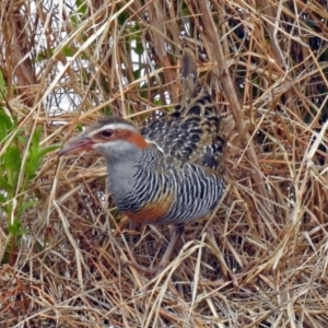 Gallirallus philippensis at Fyshwick, ACT - 12 Oct 2018