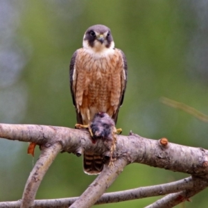 Falco longipennis at Fyshwick, ACT - 12 Oct 2018