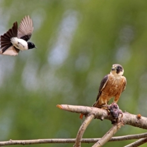 Falco longipennis at Fyshwick, ACT - 12 Oct 2018