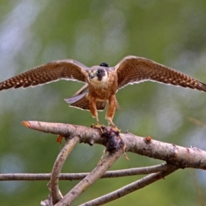 Falco longipennis at Fyshwick, ACT - 12 Oct 2018