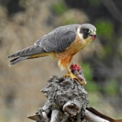 Falco longipennis at Fyshwick, ACT - 12 Oct 2018 12:11 PM