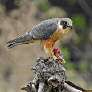 Falco longipennis at Fyshwick, ACT - 12 Oct 2018 12:11 PM
