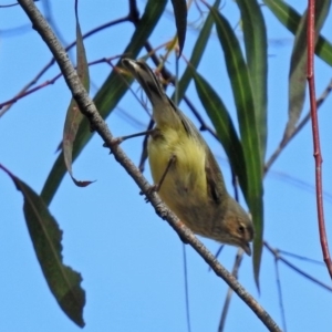 Smicrornis brevirostris at Macarthur, ACT - 13 Oct 2018