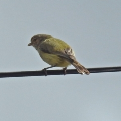 Smicrornis brevirostris at Macarthur, ACT - 13 Oct 2018 02:13 PM