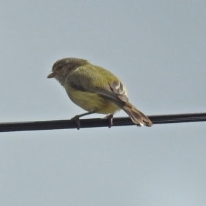 Smicrornis brevirostris at Macarthur, ACT - 13 Oct 2018 02:13 PM