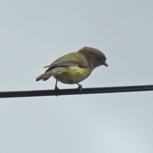 Smicrornis brevirostris at Macarthur, ACT - 13 Oct 2018 02:13 PM