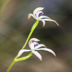 Caladenia ustulata (Brown Caps) at Acton, ACT - 12 Oct 2018 by GlenRyan